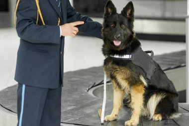 Safkan bir köpeğin ön portresi bagaj bandında havaalanında bir sınır memurunun yanında oturuyor. Yatay görünüm.