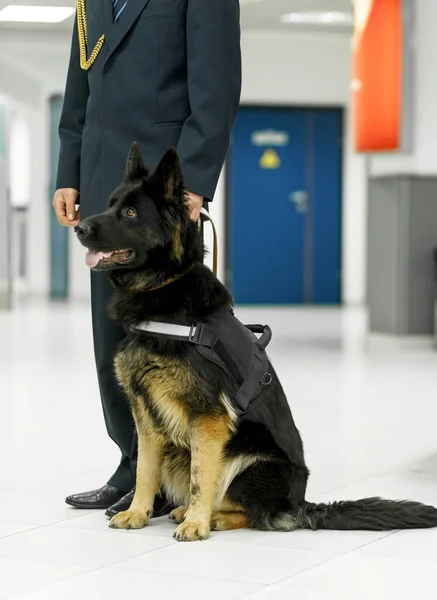 Cropped image of a purebred dog sitting border officer at the airport. Vertical view.