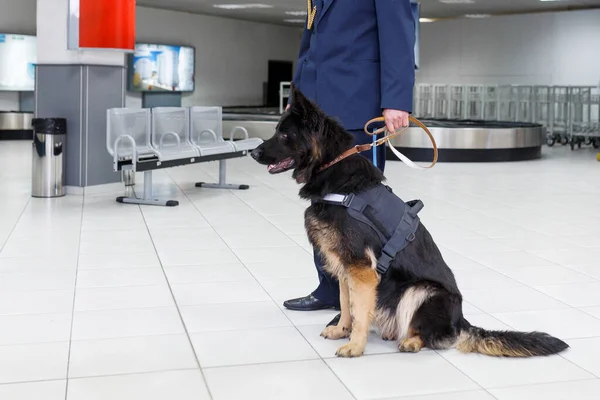 Cropped image of a dog for detecting drugs at the airport standing near the customs guard.