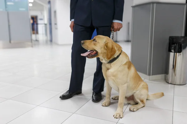 Cropped image of a Labrador dog looking at camera, for detecting drugs at the airport standing near the customs guard.