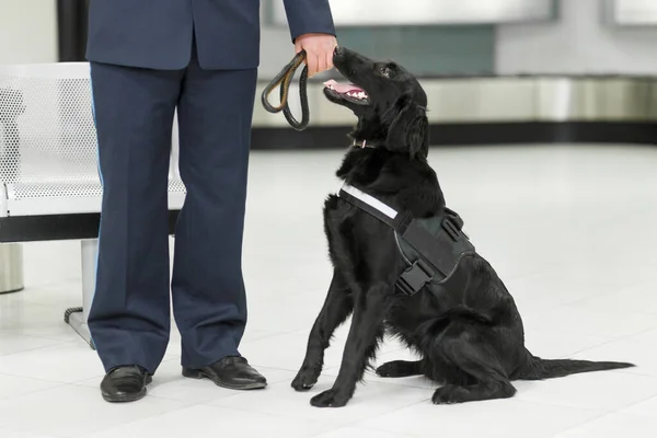 图为一只黑狗站在海关检查站在机场附近检测毒品 横向观点 — 图库照片