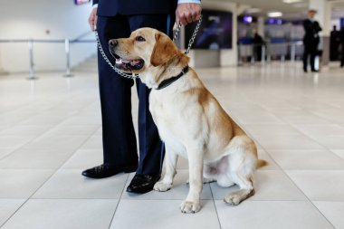 Havaalanında gümrük görevlisinin yanında duran uyuşturucuları tespit eden büyük bir Labrador köpeği..