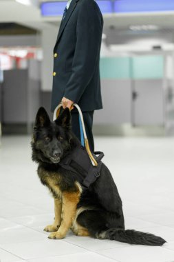 Havaalanında gümrük görevlisinin yanında duran bir köpeğin dikey görüntüsü..