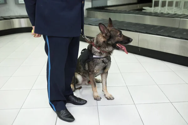 Imagen Recortada Perro Pastor Alemán Para Detectar Sesiones Drogas Cerca — Foto de Stock