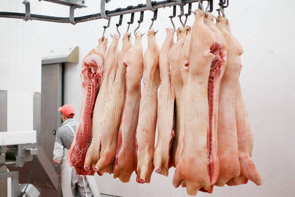 A lot of chopped fresh raw pork meat hanging and arranged in row, in processing deposit in a refrigerator, in a meat factory.