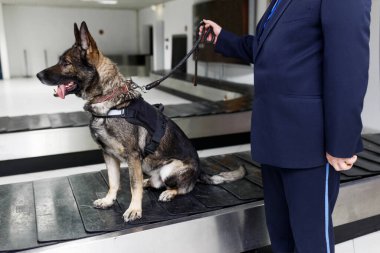 Havaalanında gümrük görevlisinin yanında elinde pençesiyle uyuşturucu tespit eden bir köpeğin görüntüsü..