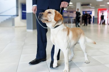 Havaalanında gümrük görevlisinin yanında duran uyuşturucu tespit etmek için Labrador köpeğinin portresini kapat..