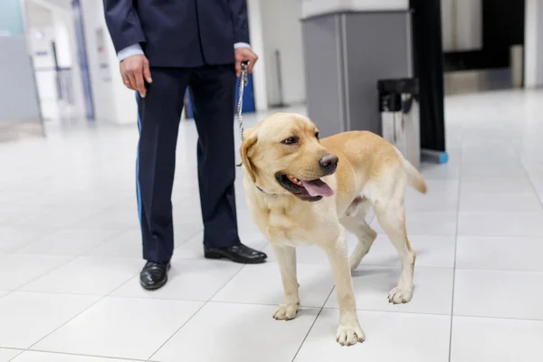 拉布拉多犬凝视着摄像机的帧状图 用于在海关检查站在机场附近的毒品 — 图库照片