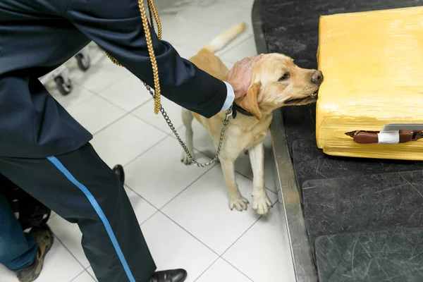 拉布拉多犬目视摄像头 用于在海关检查站在机场附近的毒品检测 — 图库照片