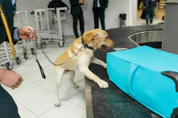 拉布拉多犬凝视着摄像机的帧状图 用于在海关检查站在机场附近的毒品 — 图库照片
