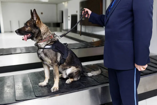 Imagen del cuadro de un perro detectando drogas en el aeropuerto sentado al lado del guardia de aduanas, sosteniendo su pata. — Foto de Stock