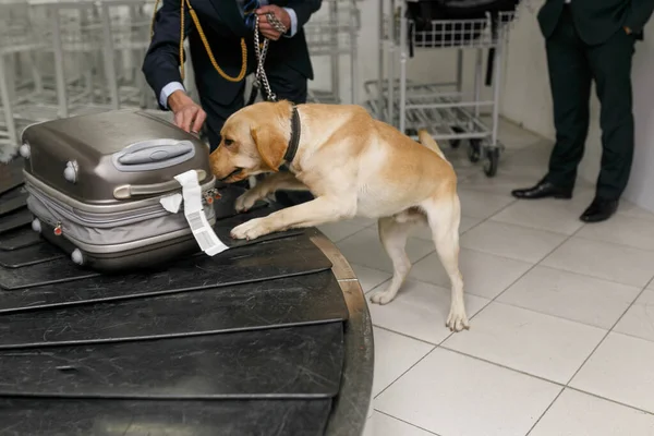 Pies wykrywający narkotyki na lotnisku, szukający narkotyków w wozach.. — Zdjęcie stockowe