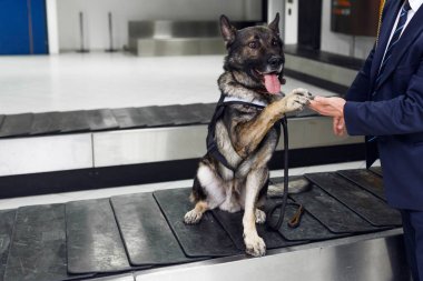 Havaalanında gümrük görevlisinin yanında duran bir köpeğin görüntüsü. Yatay görünüm.