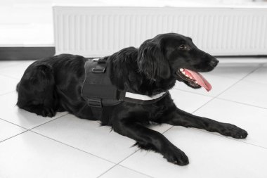 Havaalanının zemininde uyuşturucu tespiti için büyük siyah bir köpeği kapat..