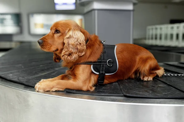 Nahaufnahme Porträt Eines Cockerspaniel Hundes Flughafen Der Rollband Des Gepäcks — Stockfoto