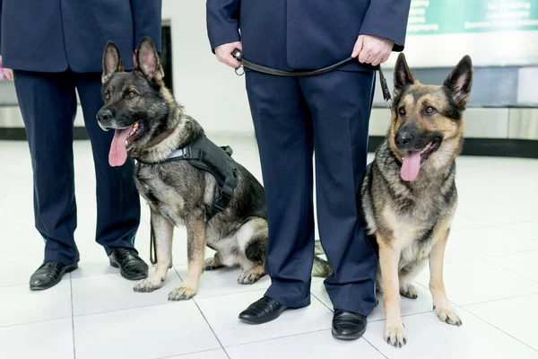 画面中 两只德国牧羊犬坐在海关官员近旁 根据规则带行李的背景对毒品进行检测 横向观点 — 图库照片