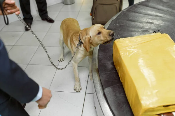 Drug detection labrador dog at the airport searching drugs in the luggages. Top view.