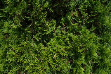 Noel ağacı dallarının arka planı, ağaç dokusu.