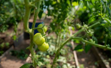 Yeşil yapraklarla çevrili bir grup olgun domates kırmızısı. Pachino domatesleri