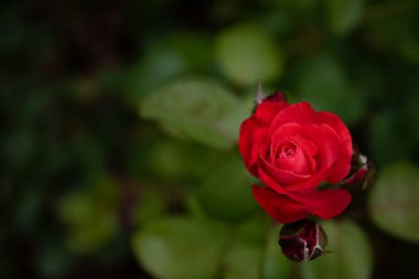 Güller çalı, arka plan çiçekleri, doğa kırmızı gül arkaplan.