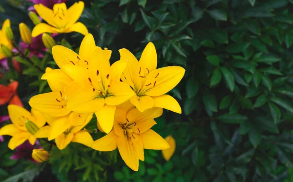 Hermosas flores de lirios amarillos. Se puede utilizar como fondo — Foto de Stock