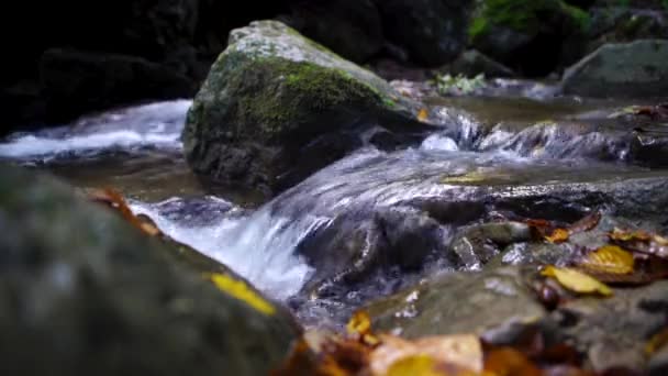 Řeka Protéká Nedotčenou Krásou Zeleného Evropského Lesa — Stock video