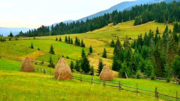 Videó Gyönyörű Alpesi Rétekről — Stock videók