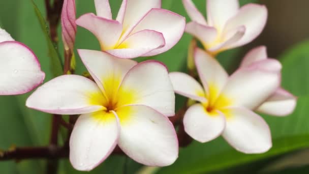 Gałąź Liliowa Frangipani Lub Kwiat Plumerii Kilkoma Kroplami Tropikalnym Deszczu — Wideo stockowe