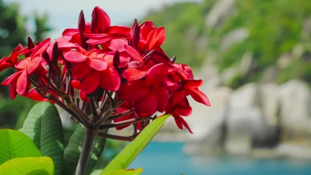 Zweig Der Roten Blüte Plumeria Blumen Leicht Wackeln Durch Ocean — Stockvideo