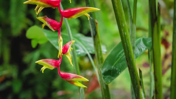 Islak Mevsim Yağmurunda Kırmızı Heliconia Çiçeği Şubesi Yeşillik Yeşiller Yağmura — Stok video