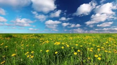 Karahindiba Ormanı 'nın videosu