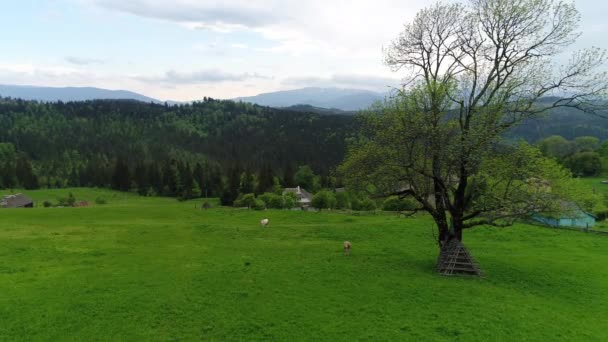 Kühe Auf Der Grünen Wiese Sommer — Stockvideo