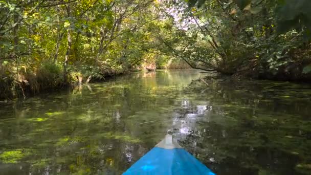 Flux Dans Une Forêt Dense — Video