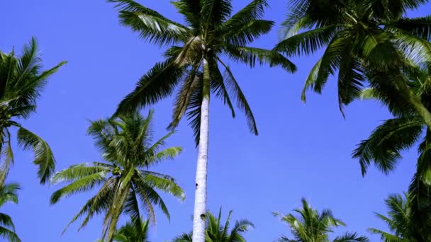 Palmeras Coco Verdes Balanceándose Contra Brillante Cielo Tropical Azul — Vídeos de Stock