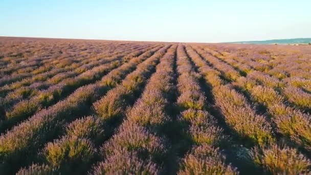 Levandulové Pole Provence — Stock video