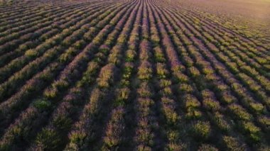 Organik lavanta tarlaları