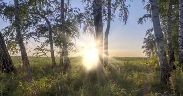 Meadow Timelapse Zomer Herfst Landelijk Veld Heksenzon Stralen Bomen Groen — Stockvideo