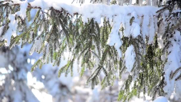 Derretimiento Nieve Las Ramas — Vídeos de Stock
