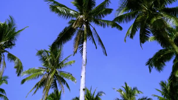 Palm Trees Blowing Wind Blue Sky Real Time — Stock Video