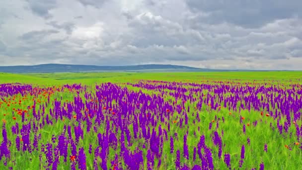 Fleurs printanières et ciel nuageux 