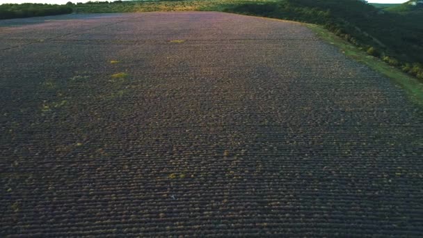 Salida Del Sol Sobre Gran Campo Lavanda — Vídeos de Stock