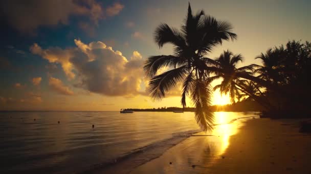 Tropický Ráj Island Pohled Západ Slunce Palmami Silueta Pláži Jachty — Stock video