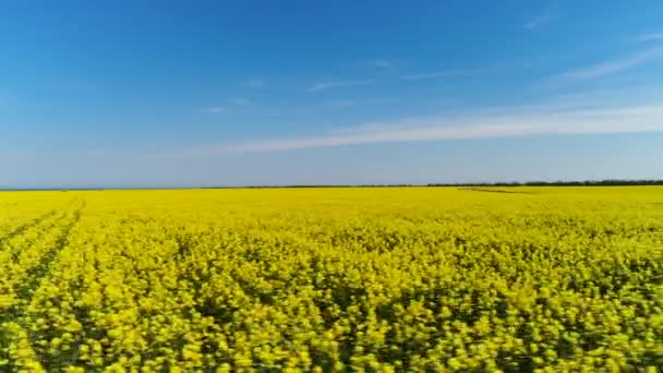 Gula Rapsfrön Blommor Fältet — Stockvideo