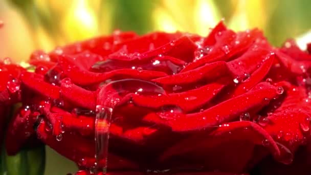 Regendruppels Vallen Red Rose Langzame Beweging — Stockvideo