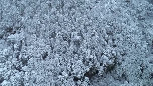 Blick Von Oben Auf Den Jungen Schneebedeckten Nadelwald — Stockvideo