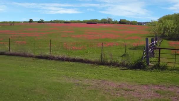 Kırsal Yaz Manzarası Kırsal Yol Kırmızı Bluebonnet Saha Görünümü — Stok video