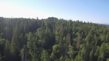 Dağlarda Orman Yaz Gezisi Vahşi Doğa Sahnesi Yaz Huş ağacı