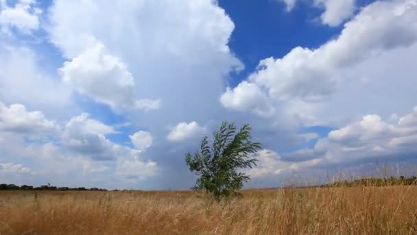 Πεδίο Και Θυελλώδης Ουρανός — Αρχείο Βίντεο