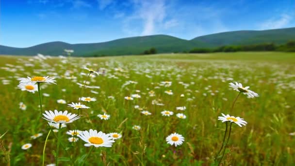 Vídeo Campo Margaridas — Vídeo de Stock