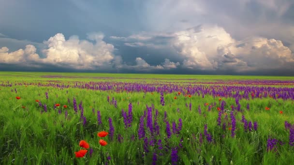 Veld Van Bloemen Bewolkte Hemel — Stockvideo